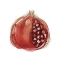 Stylish sketch of a beautiful appetizing healthy fresh fruit pomegranate