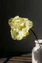 Stylish spring bouquet on rustic wooden bench. Beautiful yellow tulip in vase in sunlight on background of grey wall. Floral Royalty Free Stock Photo