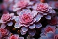 Stylish succulents grace pink milieu