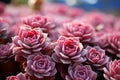 Stylish succulents grace pink milieu