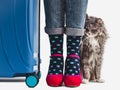 Stylish suitcase, women`s legs and gentle kitten Royalty Free Stock Photo