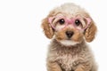 Stylish terrier puppy wearing pink framed glasses.