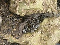 Stylish texture, seashells on a stone