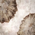 Stylish textured old paper background with empty sun limpet