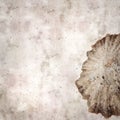 Stylish textured old paper background with empty sun limpet