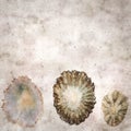 Stylish textured old paper background with empty sun limpet