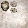 Stylish textured old paper background with empty sun limpet