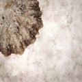 Stylish textured old paper background with empty sun limpet