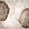 Stylish textured old paper background with empty sun limpet