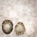 Stylish textured old paper background with empty sun limpet