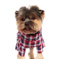 Stylish toy yorkie wearing colored costume standing and panting Royalty Free Stock Photo