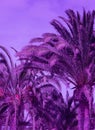 Stylish tropical location. Travel Canary island. Trendy colours very peri, purple. Minimalist wallpapers