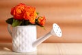 Stylish watering can with beautiful orange roses on white wooden table Royalty Free Stock Photo