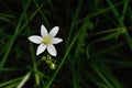 Stylish white flower of lily at dark background Royalty Free Stock Photo