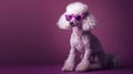 Chic Poodle in Sunglasses Strikes a Pose on a Purple Background. Trendy Pet Photography. Perfect for Fashion and