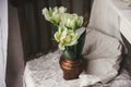 Stylish white tulips in vintage vase on old wooden chair with linen cloth. Countryside rustic still life. Moody Spring flowers Royalty Free Stock Photo