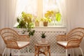 Stylish wicker chairs and beautiful houseplants near window in room. Interior design Royalty Free Stock Photo