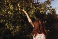 Stylish woman picking up apples from tree in sunlight in summer Royalty Free Stock Photo