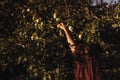 Stylish woman picking up apples from tree in sunlight in summer Royalty Free Stock Photo