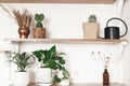 Stylish wooden shelves with green plants, black watering can, boho wildflowers. Modern hipster room decor. Cactus, epipremnum