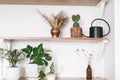 Stylish wooden shelves with green plants, black watering can, boho wildflowers. Modern hipster room decor. Cactus, epipremnum