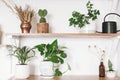 Stylish wooden shelves with green plants, black watering can, boho wildflowers. Modern hipster room decor. Cactus, epipremnum