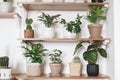 Stylish wooden shelves with green plants and black watering can. Modern hipster room decor. Cactus, calathea, peperomia,dumbcane,
