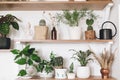 Stylish wooden shelves with green plants and black watering can. Modern hipster room decor. Cactus, epipremnum pothos, asparagus,