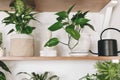 Stylish wooden shelves with green plants and black watering can. Modern hipster room decor. Epipremnum pothos, cactus,