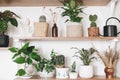 Stylish wooden shelves with green plants, black watering can, wildflowers. Modern hipster room decor. Cactus, epipremnum pothos,