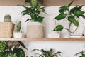 Stylish wooden shelves with green plants and budha statue. Modern hipster room decor. Epipremnum pothos, cactus, dieffenbachia,