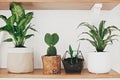 Stylish wooden shelves with modern green plants and white watering can. Cactus, Dieffenbachia, Dracaena, Sansevieria flower pots