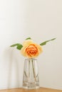 Stylish yellow rose on rustic wall background. Beautiful summer flower in vase gathered from garden, floral arrangement in modern Royalty Free Stock Photo