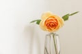 Stylish yellow rose on rustic wall background. Beautiful summer flower in vase gathered from garden, floral arrangement in modern Royalty Free Stock Photo