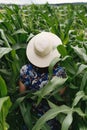 Stylish young woman in blue vintage dress and hat walking in green corn field. Happy beautiful girl in cornfield maze, calm