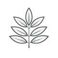 Stylized Ash Leaf Illustration Minimalist Single Plant Branch Outline Simple Graphic Design Royalty Free Stock Photo