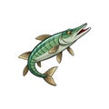 Stylized Barracuda fish illustration with bold outline, isolated on white Royalty Free Stock Photo