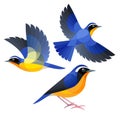 Stylized Birds - Indian Blue Robin Royalty Free Stock Photo