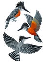 Stylized Birds - Kingfisher Royalty Free Stock Photo