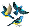 Stylized Birds - Turquoise Tanagers