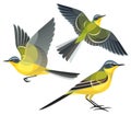 Stylized Birds - Wagtail - vector illustration