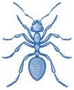 Stylized Blue and Grey Ant Vector Illustration Insect Wildlife Pest Design Element Royalty Free Stock Photo