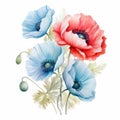 Delicate Watercolor Poppy Arrangement In Blue And Red Royalty Free Stock Photo