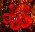 Stylized bouquet of red poppies on grunge  blurred dark background Royalty Free Stock Photo