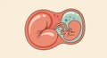 Uterus With Fetus Inside Cartoon Illustration on a Cream Background Royalty Free Stock Photo