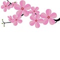 Stylized cherry Japan cherry branch with blooming flowers illustration