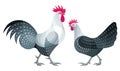 Stylized Chickens - vector illustration Royalty Free Stock Photo