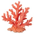 Stylized Coral Shape with Smooth Textured Surface Ã¢â¬\' Marine Life Sculpture Royalty Free Stock Photo