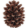 Llustration of a pine cone featuring a symmetrical arrangement of Royalty Free Stock Photo
