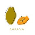 Stylized exotic papaya fruits, isolated on a white background. Vector hand drawn illustration